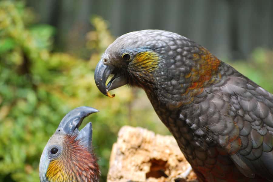 Willowbank Wildlife Reserve Day Entry Ticket - Who will get the most from this visit