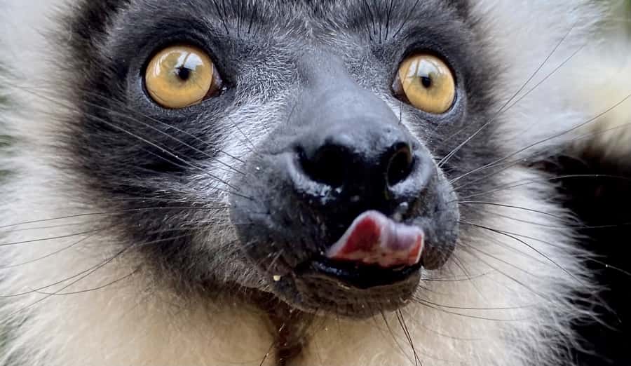 Willowbank Wildlife Reserve Day Entry Ticket - Is the $21 admission good value?