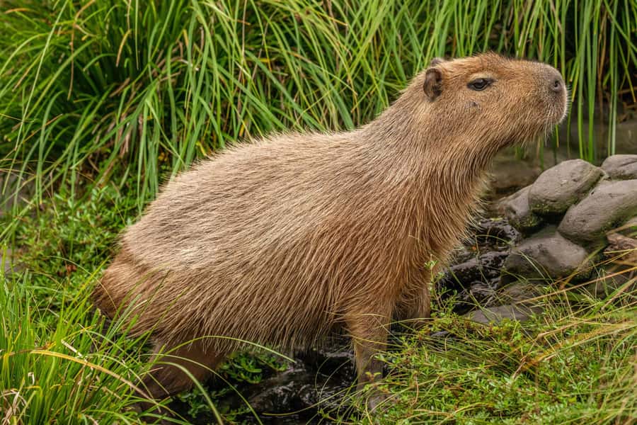 Willowbank Wildlife Reserve Day Entry Ticket - Meeting the Big 5 of New Zealand wildlife