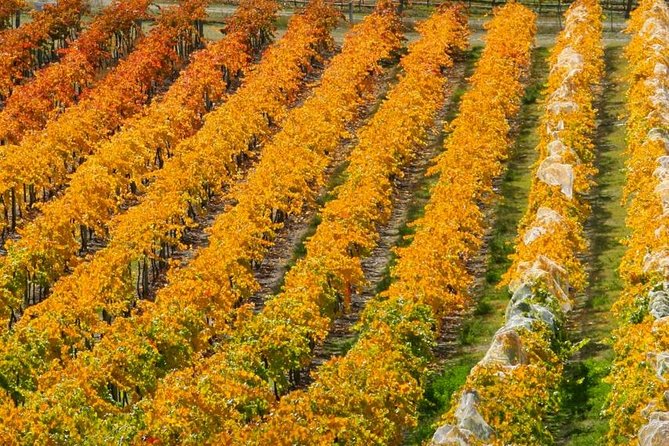 Wine Tour with Wine Tasting from Wanaka - Four boutique vineyards, four chances to compare