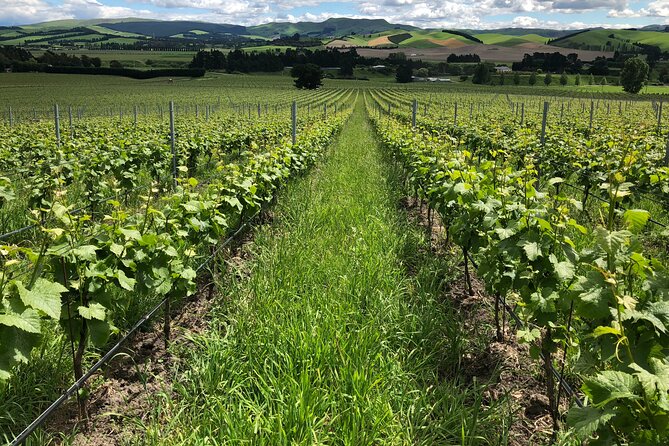 Wine trail and Christchurch City - Luxury, Small Group Tour - What the luxury minivan adds