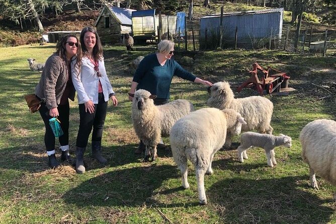 Wool Sheep Farm Experience with Handmade Wool Hat in New Zealand - Feeding Corriedale Sheep, Chickens, and Highland Cows