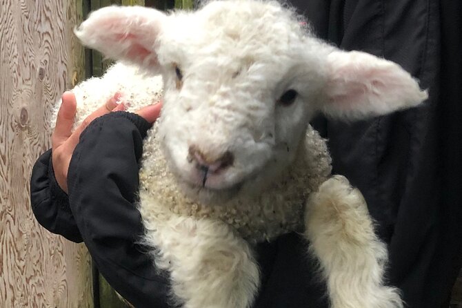 Wool Sheep Farm Experience with Handmade Wool Hat in New Zealand - Is This $31.03 Farm Visit Worth Booking?
