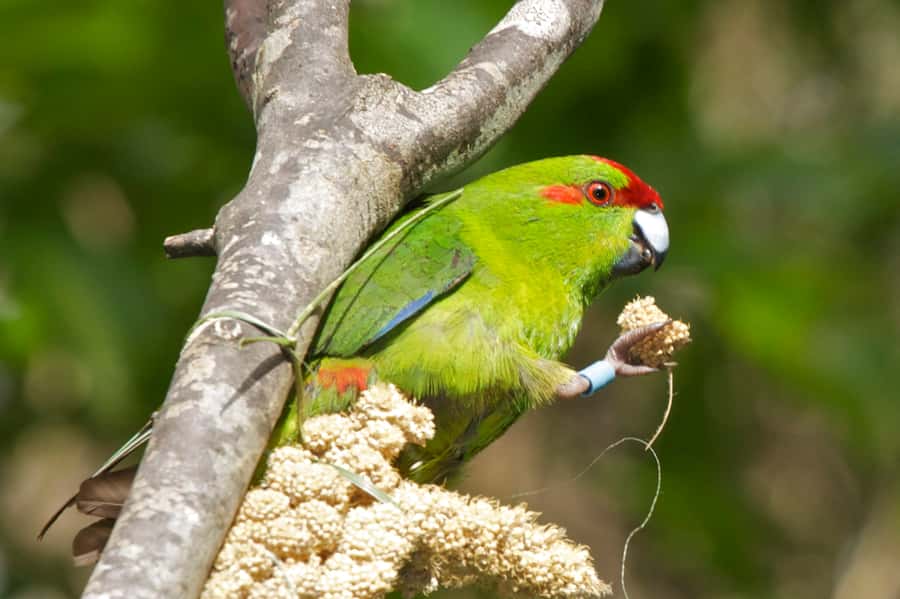 Zealandia by Day Tour - Why Zealandia feels different from an ordinary wildlife attraction
