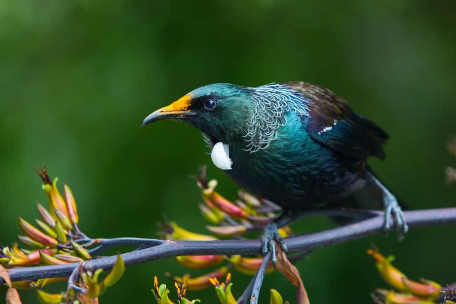 Zealandia by Day Tour - Finding kākā, tūī, and other native birds