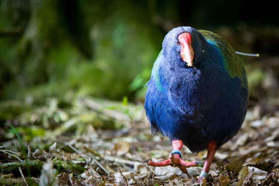 Zealandia by Day Tour - The conservation story is the real centerpiece