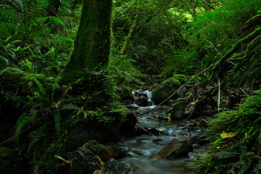 Zealandia by Day Tour - How the two hours are likely to feel
