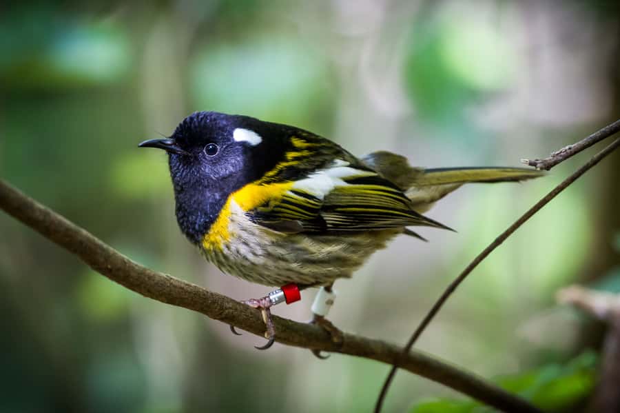Zealandia by Day Tour - Getting to Zealandia from central Wellington