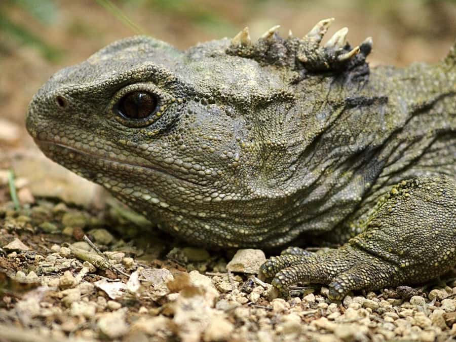 Zealandia by Day Tour - Is the $41 fee good value?