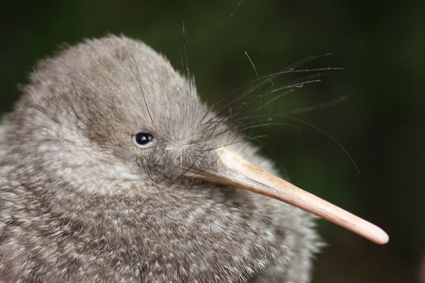 Zealandia by Night Tour - Key points at a glance