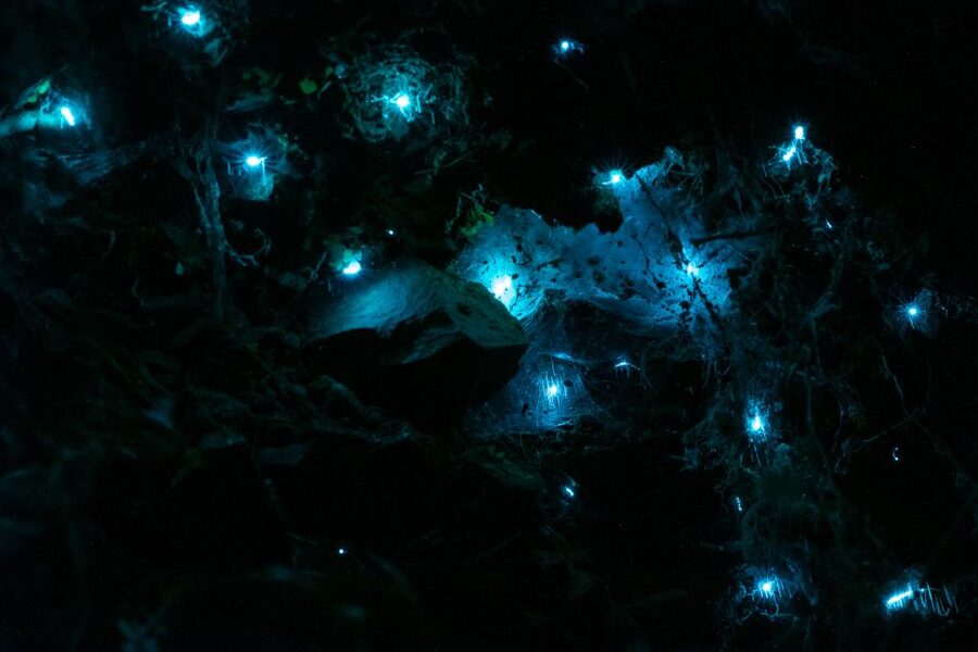 Zealandia by Night Tour - Zealandia after sunset feels like a different place