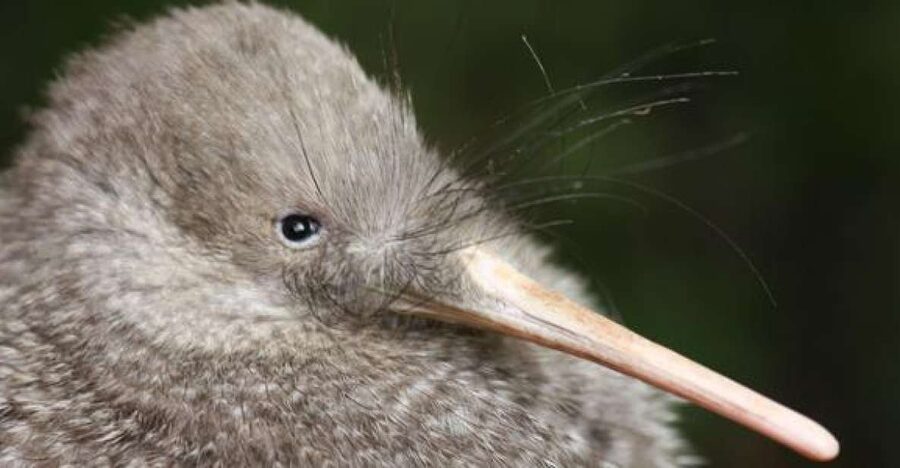 Zealandia by Night Tour - Glow worms turn a dark corner into a night sky