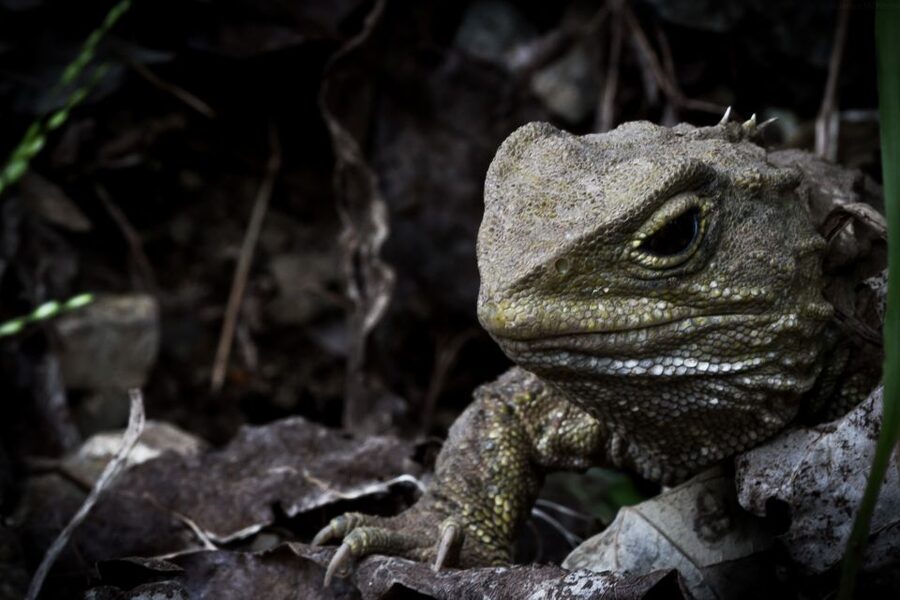 Zealandia by Night Tour - Bird calls make the night memorable