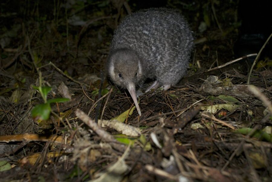 Zealandia by Night Tour - The interactive exhibition adds useful context
