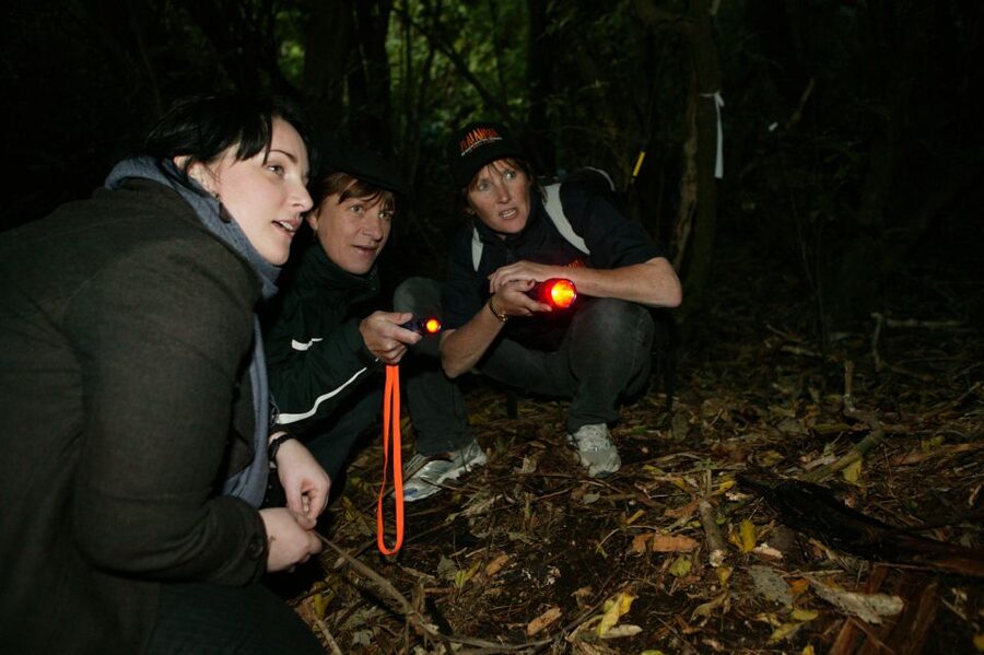 Zealandia by Night Tour - What the $59 price really covers