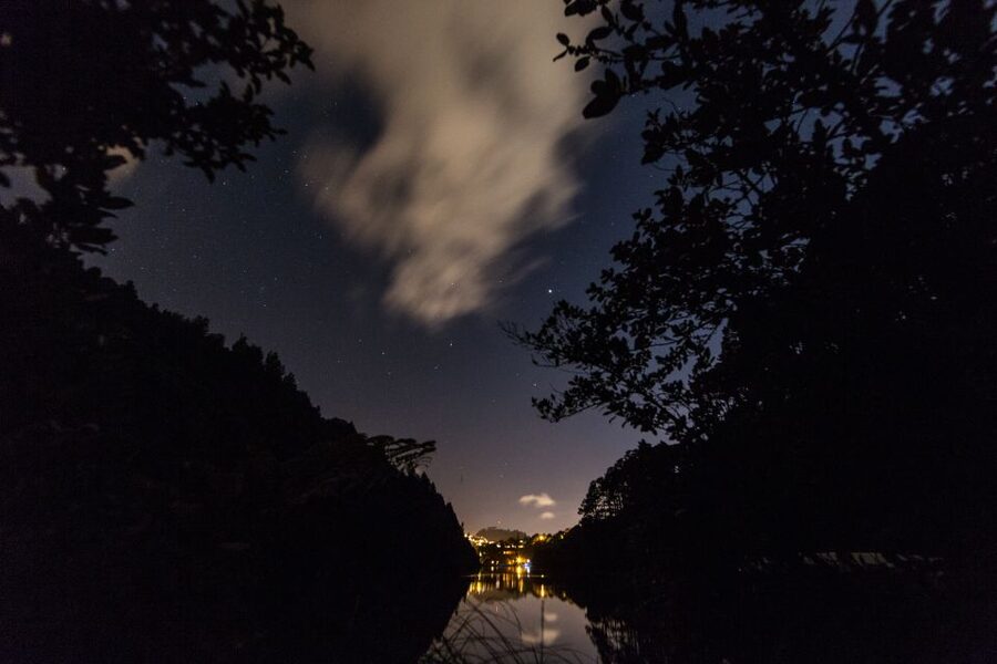 Zealandia by Night Tour - The opening walk introduces New Zealand’s wild side
