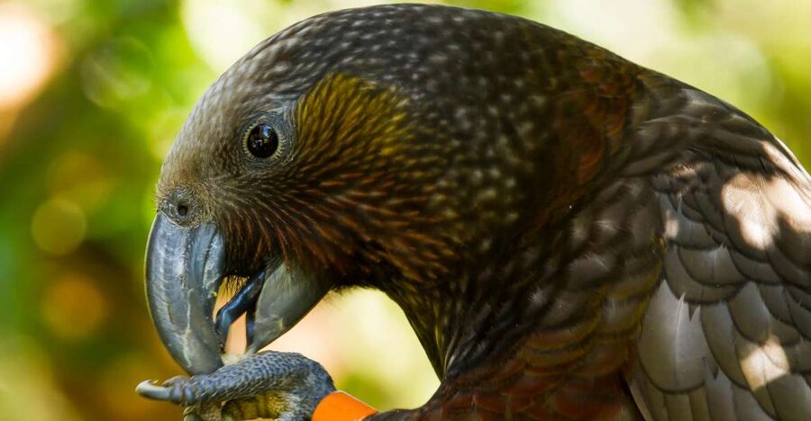 Zealandia Twilight Ecosanctuary Tour - Key points to know before booking