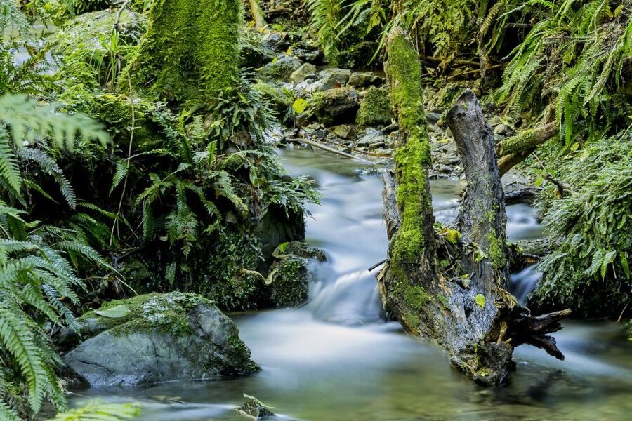 Zealandia Twilight Ecosanctuary Tour - The guide makes the difference