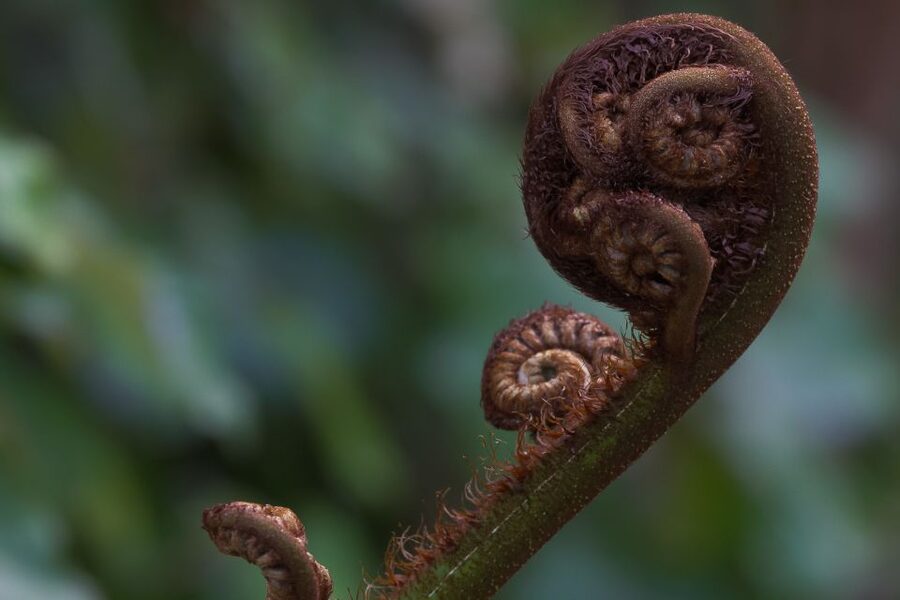Zealandia Twilight Ecosanctuary Tour - Getting there and preparing for the walk