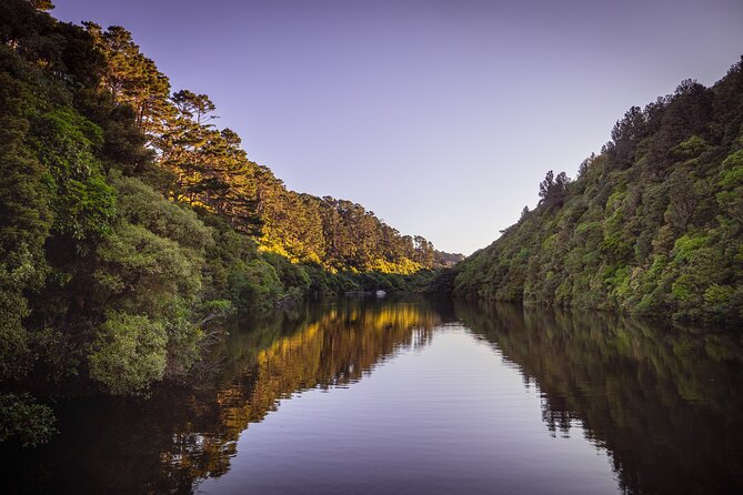 Zealandia - Twilight Guided Eco Wildlife Tour - Why Zealandia works best at twilight