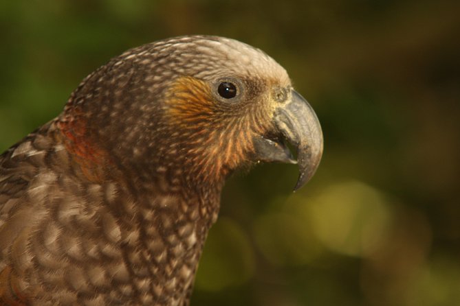 Zealandia - Twilight Guided Eco Wildlife Tour - Getting to Zealandia from central Wellington